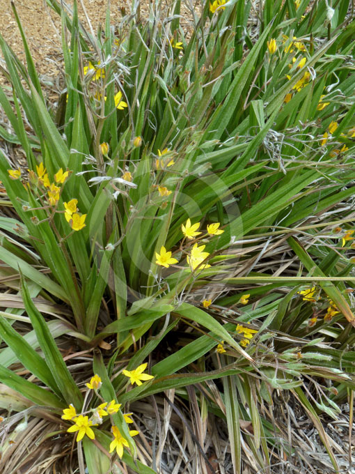 Hypoxis Hemerocallidea African Star Grass African Potato Information Hypoxis Hemerocallidea African Star Grass African Potato Information