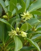 Illicium anisatum