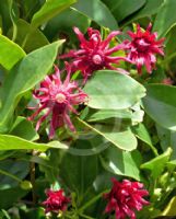 Illicium floridanum