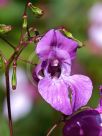 Impatiens glandulifera