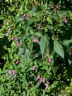 Impatiens glandulifera