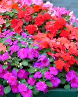 Impatiens walleriana