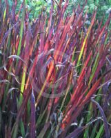 Imperata cylindrica Rubra