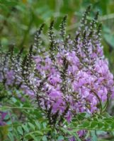 Indigofera australis