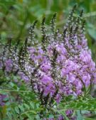 Indigofera australis