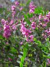 Indigofera australis