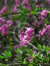 Indigofera australis