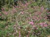 Indigofera australis