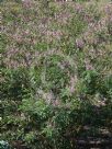 Indigofera australis