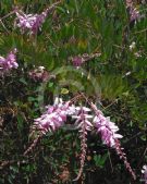 Indigofera decora