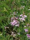 Indigofera heterantha