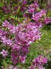 Indigofera heterantha