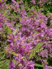 Indigofera heterantha