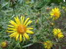 Inula ensifolia