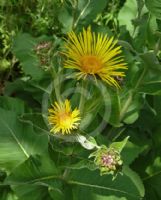 Inula helenium