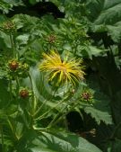 Inula magnifica