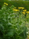 Inula magnifica