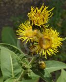 Inula racemosa