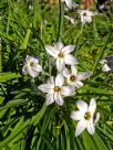 Ipheion uniflorum