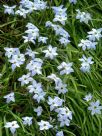 Ipheion uniflorum