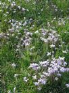 Ipheion uniflorum