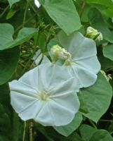 Ipomoea alba