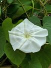 Ipomoea alba