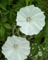 Ipomoea cairica alba