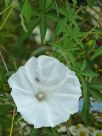 Ipomoea cairica alba