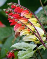 Ipomoea lobata