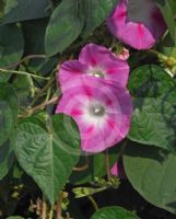 Ipomoea purpurea