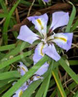 Iris unguicularis