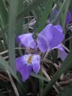 Iris unguicularis