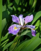 Iris versicolor