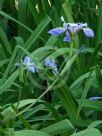 Iris versicolor