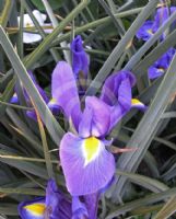 Iris xiphium