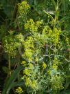 Isatis tinctoria