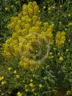 Isatis tinctoria