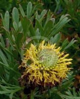 Isopogon anemonifolius Woorikee 2000