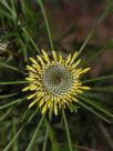 Isopogon anemonifolius