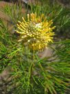 Isopogon anemonifolius