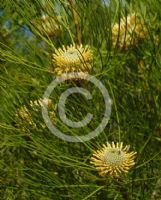 Isopogon anethifolius