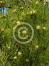 Isopogon anethifolius