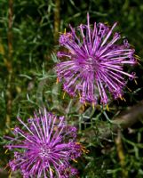 Isopogon formosus