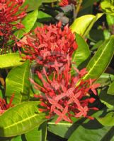 Ixora coccinea