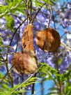 Jacaranda mimosifolia