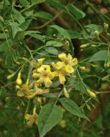 Jasminum humile