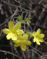 Jasminum nudiflorum