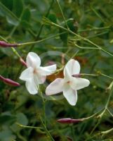 Jasminum officinale Affine