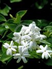 Jasminum sambac